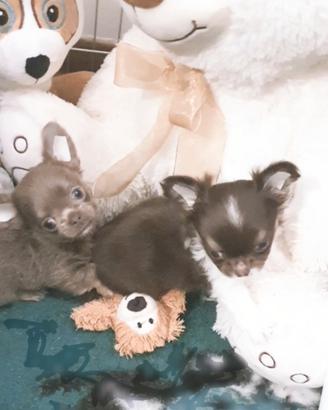 Chihuahua p/l Chocolat e Lilac