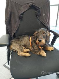 Bassotto pelo duro per monta a Rovereto