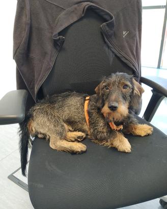 Bassotto pelo duro per monta a Rovereto