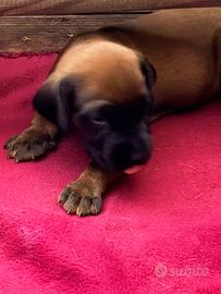 Cuccioli di segugio bavarese