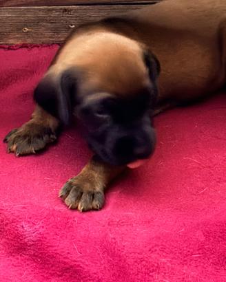 Cuccioli di segugio bavarese
