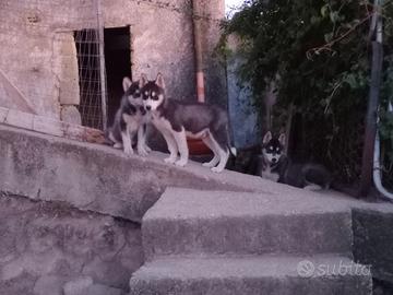 Husky sibiliano originale