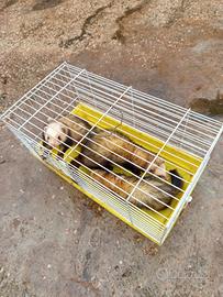 Cani da caccia furetti mastri