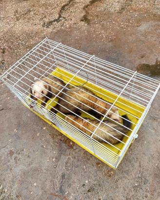 Cani da caccia furetti mastri