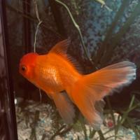 Oranda testa di leone