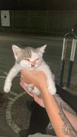 Gattino recuperato dalla strada