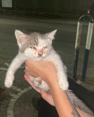 Gattino recuperato dalla strada