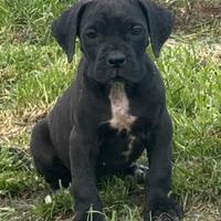 Cane corso