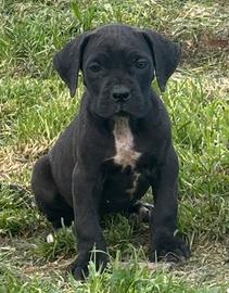 Cane corso