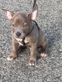 American bully pocket