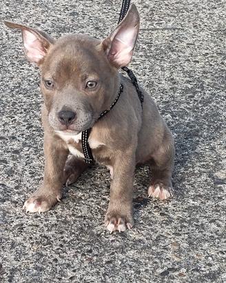 American bully pocket