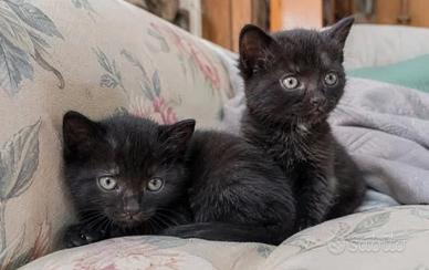 Gattini 2 mesi di vita sani e giocherelloni
