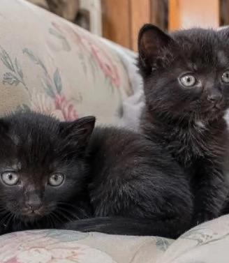 Gattini 2 mesi di vita sani e giocherelloni