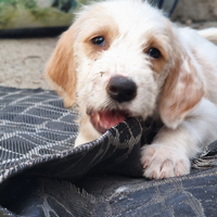 Cuccioli segugio dell'istria a pelo forte 2 mesi