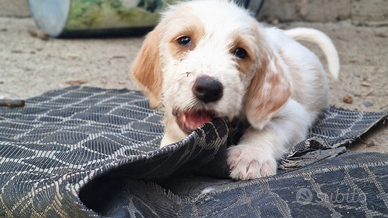 Cuccioli segugio dell'istria a pelo forte 2 mesi