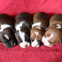 Staffordshire bull terrier cuccioli