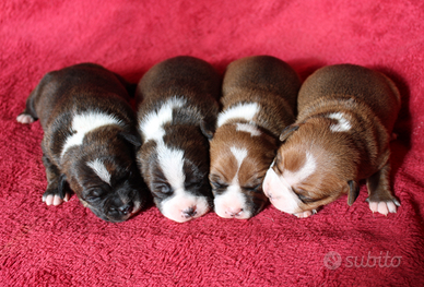 Staffordshire bull terrier cuccioli