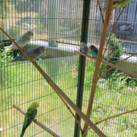 Cocorite pappagallini allevati a mano da compagnia