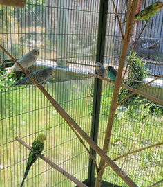 Cocorite pappagallini allevati a mano da compagnia