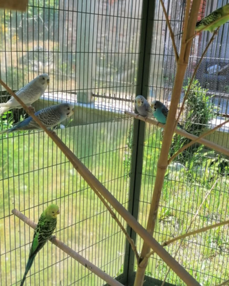 Cocorite pappagallini allevati a mano da compagnia