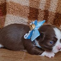 Cucciolo chihuahua maschio