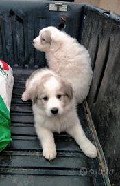 Cuccioli maremmano /pastore fonnese