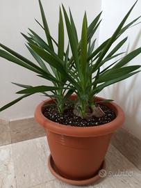 Yucca Elephantipes 