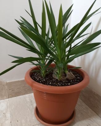 Yucca Elephantipes 