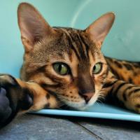 Gatto bengala maschio 1 anno