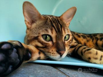 Gatto bengala maschio 1 anno