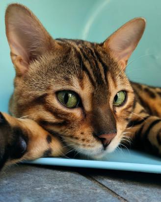 Gatto bengala maschio 1 anno