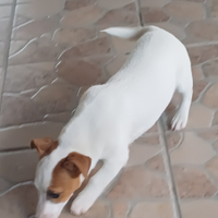 Femmina nata il 01 febbraio