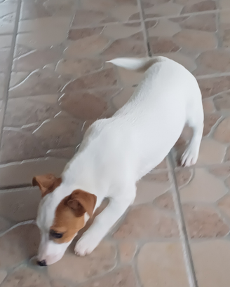 Femmina nata il 01 febbraio