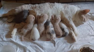 incroci British ragdoll 