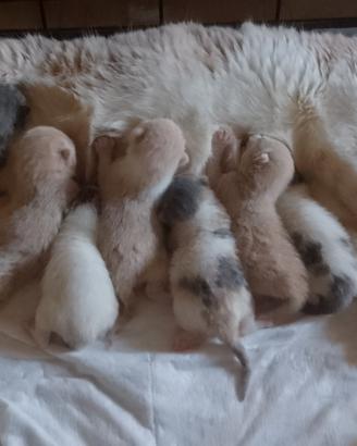 incroci British ragdoll 