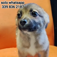 Cucciolina di piccola taglia,ADOZIONE SOLO IN CASA