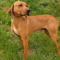 Segugio maremmano da cinghiale