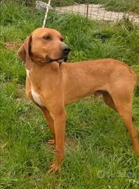 Segugio maremmano da cinghiale