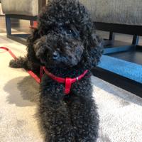 Pablo barboncino nano per accoppiamento