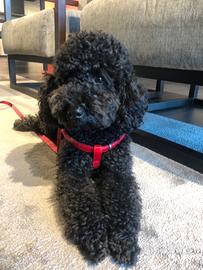 Pablo barboncino nano per accoppiamento