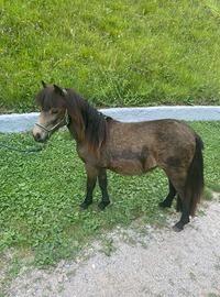 Pony femmina