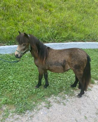 Pony femmina