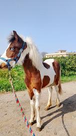Pony nano pezzato un gioiello