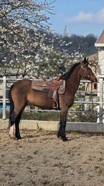 Cavallo