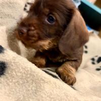 Bassotto tedesco Nani cioccolato