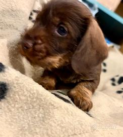 Bassotto tedesco Nani cioccolato