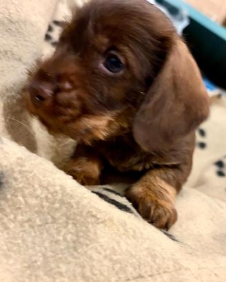 Bassotto tedesco Nani cioccolato