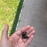 Lymnaea stagnalis, lumache d'acqua dolce