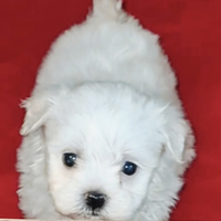 Maltesi toy pedigree ENCI