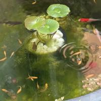 Medaka ( pesce del riso)